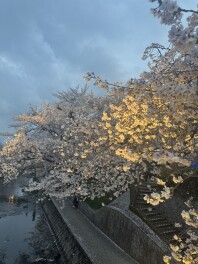 桜を見に行きました！